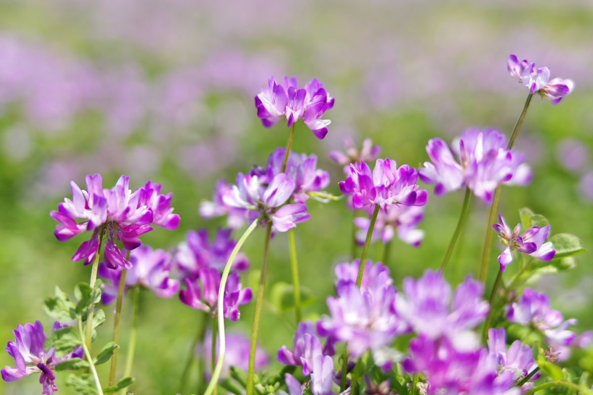 �C���[�W01